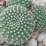 Rebutia minuscula Leht