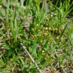 Androsace septentrionalis Lorea