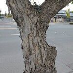 Acer buergerianum Bark
