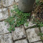 Dysphania pumilio Hábito