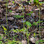 Botrychium virginianum 形態