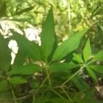 Vitex negundo Leaf