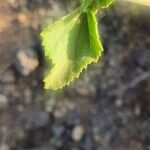 Hibiscus aponeurus Blatt