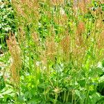 Rumex vesicarius عادت داشتن