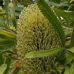 Banksia aemula Kwiat