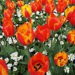 Tulipa gesneriana花