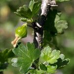 Ribes quercetorum عادت داشتن