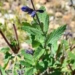 Salvia cuspidata Leaf