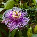 Passiflora cincinnata Cvet