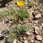 Ranunculus paludosus Natur