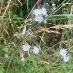 Silene latifolia Habitus