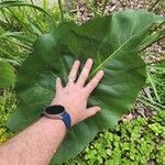 Silphium terebinthinaceum Leaf