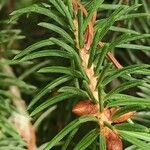 Picea polita List