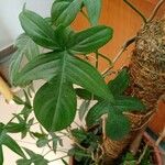 Philodendron panduriforme Frunză