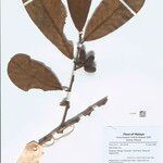 Drepananthus ridleyi Muu