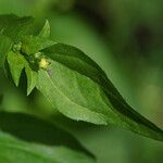 Acmella uliginosa Leaf