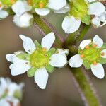 Micranthes integrifolia Flor