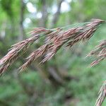 Calamagrostis purpurea