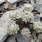Iberis carnosa Flor