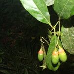 Ocotea meziana Fruto