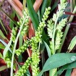 Echinochloa colonum Blüte