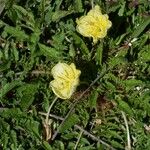 Oenothera triloba Habit