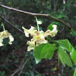 Monodora carolinae Flower