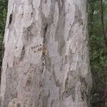 Eucalyptus diversicolor Bark