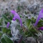 Lamium amplexicauleFloro