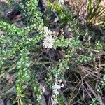 Bursaria spinosa Flower