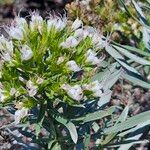 Echium brevirame Cvijet