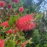 Melaleuca rugulosaFleur