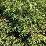 Juniperus communisLeaf