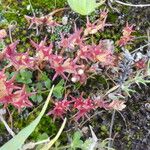 Sedum cespitosum Çiçek