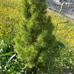 Picea laxa Folha