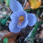 Crocus pulchellus 花