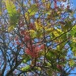 Cassia javanica Лист