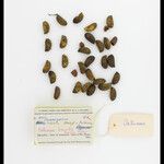 Orthomene hirsuta Fruitua