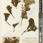Podocarpus perrieri Otro