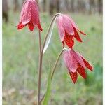Fritillaria gentneri Flor