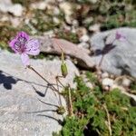 Erodium glandulosumGyümölcs