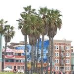 Washingtonia filifera 形態