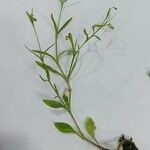 Silene antirrhina Hoja