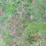 Calamagrostis canescens Flor