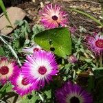 Dorotheanthus bellidiformis Flor