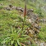 Digitalis ferruginea Blüte