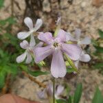 Saponaria officinalis 花