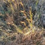 Themeda triandra 整株植物