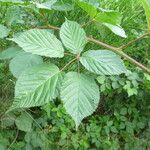 Rubus sulcatus অন্যান্য