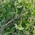 Stephanotis abyssinica Συνήθη χαρακτηριστικά